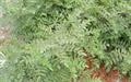 Glycyrrhiza glabra var. violacea